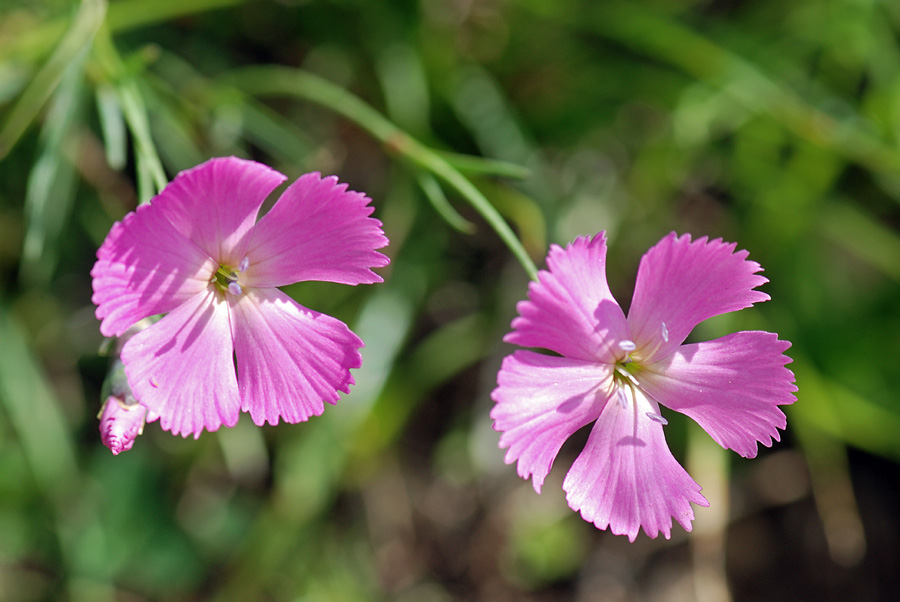 Dianthus sylvestris / Garofano selvatico